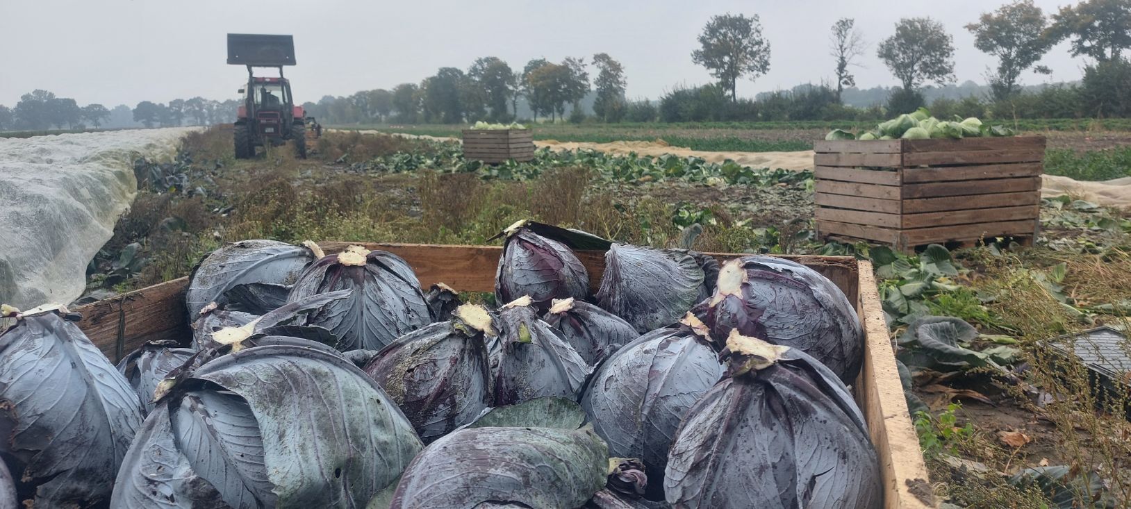 Kohl wird geerntet