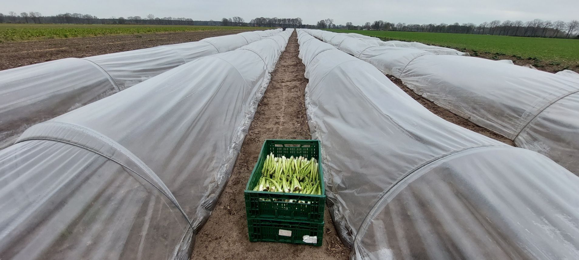 Spargel werden geerntet