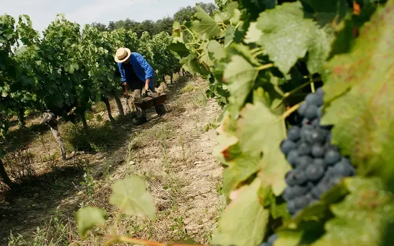 Des raisins mûrissent sur la vigne dans un vignoble, tandis qu’un ouvrier se penche entre les rangs à l’arrière-plan.