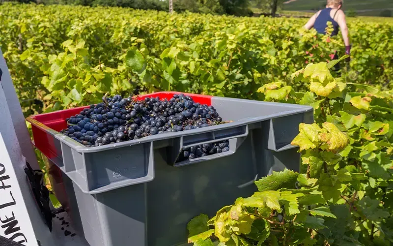 Caisse de vendanges remplie de raisins noirs dans un vignoble, avec un ouvrier en arrière-plan
