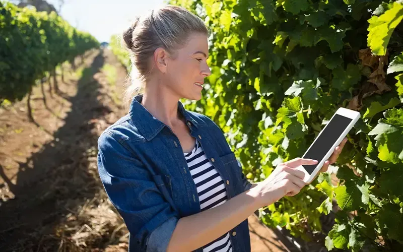Une femme inspecte des vignes avec une tablette dans un vignoble ensoleillé