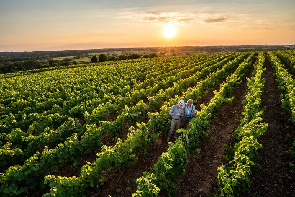 Deux personnes marchant entre des rangées de cultures verdoyantes au coucher du soleil dans une ferme