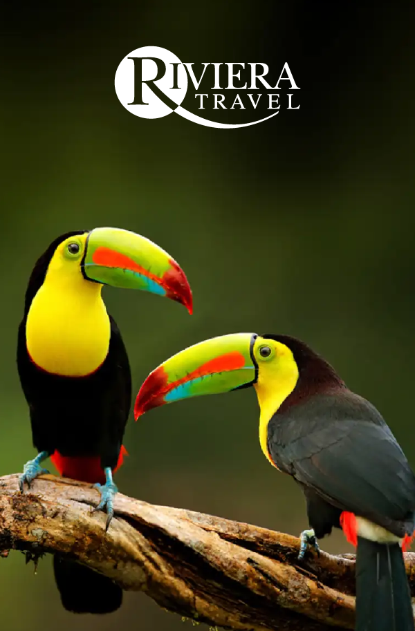 Colorful toucans perched on a branch beside the Riviera Travel logo on a dark background