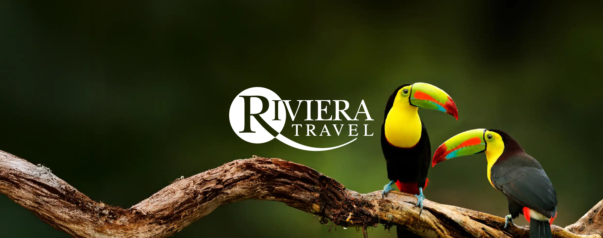 Colorful toucans perched on a branch beside the Riviera Travel logo on a dark background