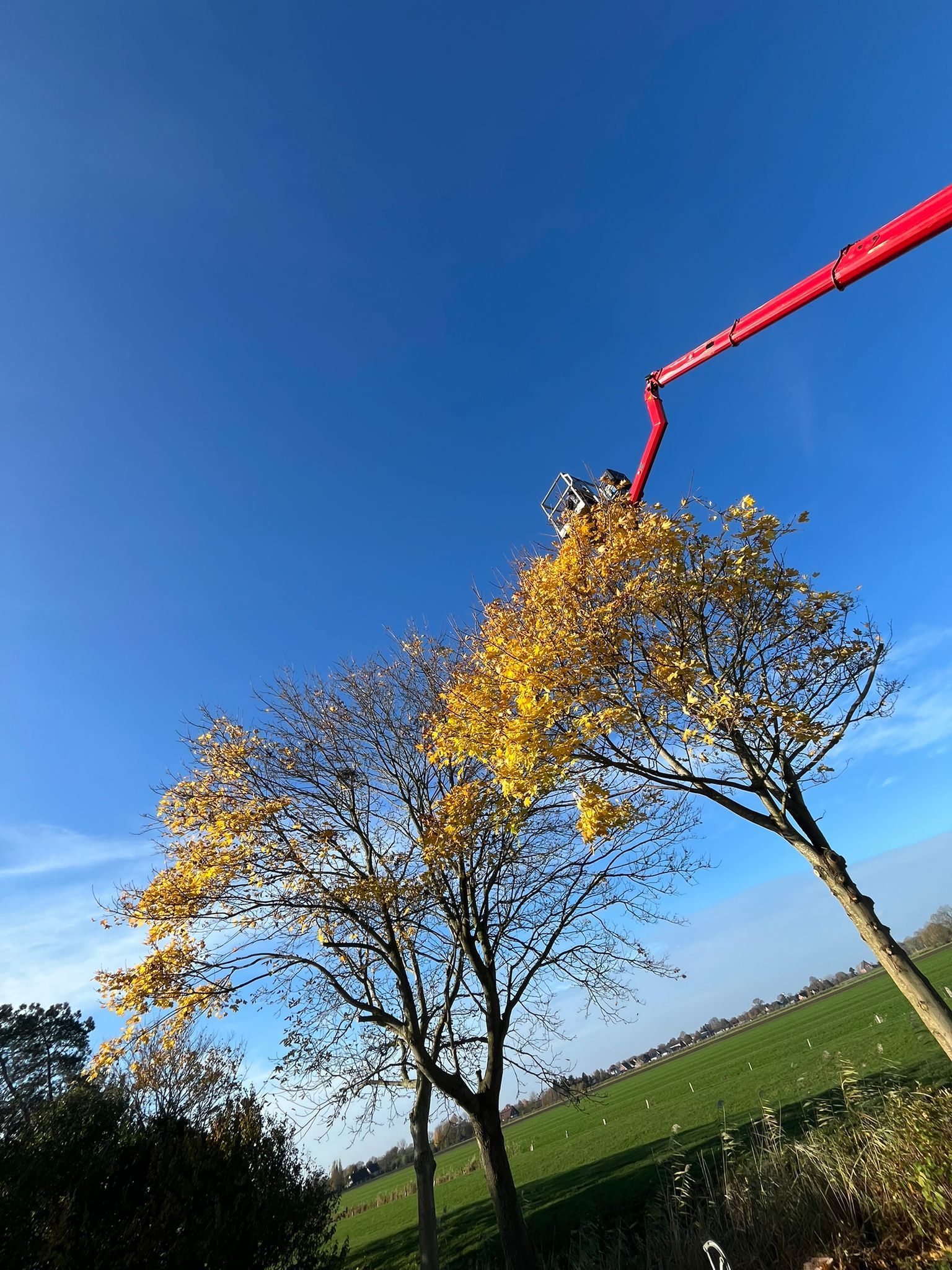 Baumpflege mit Hubsteiger an einem hohen Laubbaum