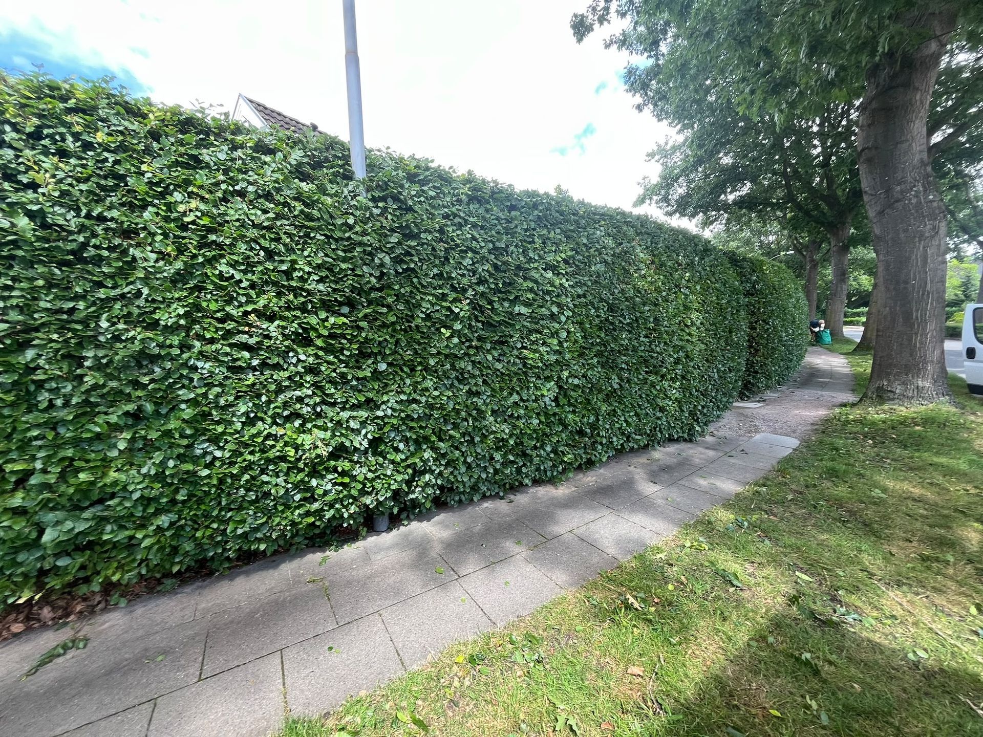 Gerade geschnittene dichte Hecke