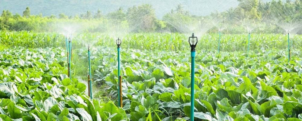 Hileras de cultivos verdes siendo regadas con aspersores en un campo brumoso.