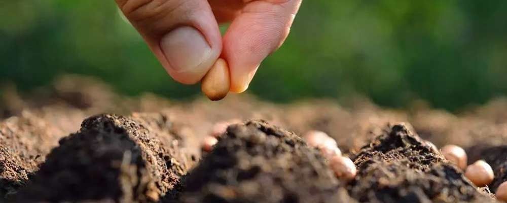 Manos plantando semillas en tierra oscura, con un fondo verde difuminado.