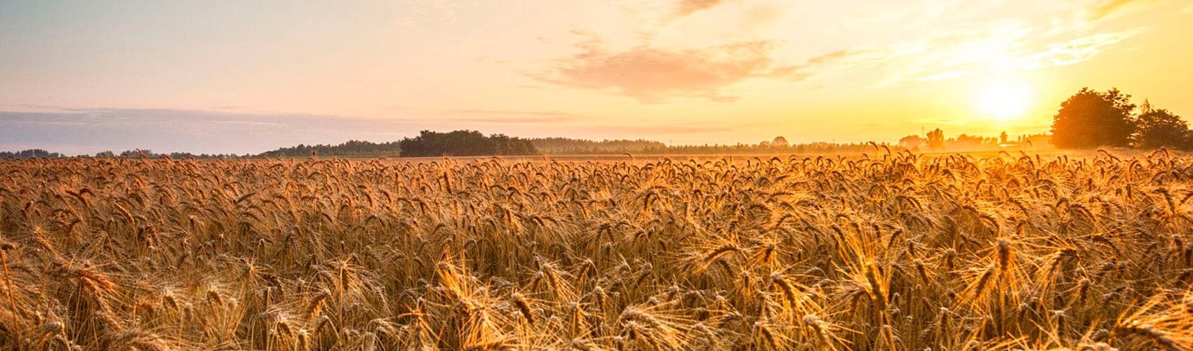 Campo de trigo dorado al atardecer con un cálido cielo anaranjado y árboles en el horizonte.