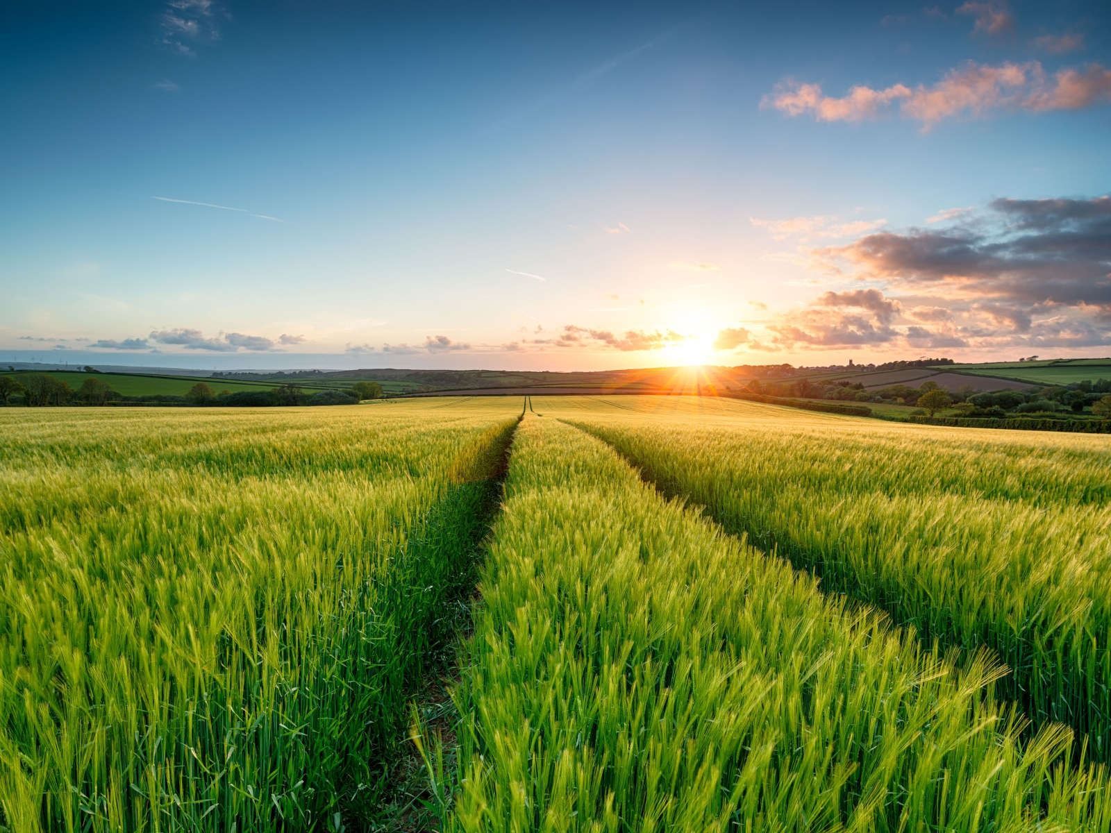 Campo de cultivo verde bañado por el sol con un sendero central bajo el cielo del amanecer.