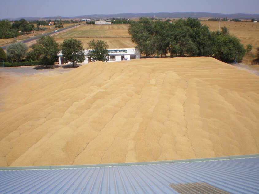 Amplio campo de grano cosechado junto a un edificio blanco y árboles bajo un cielo despejado.
