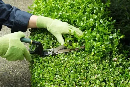 Persona que lleva guantes verdes recortando un arbusto verde con tijeras de jardinería al aire libre.