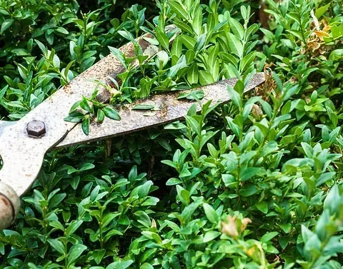 Tijeras de podar cortando un arbusto verde en un jardín. Son metálicas con mangos de madera.
