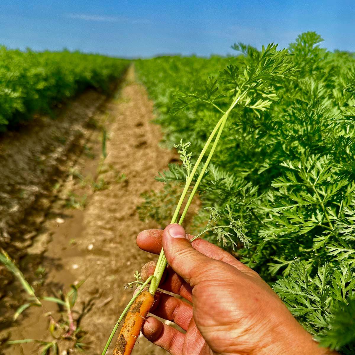 Hofladen vom Biohof Paulsen aus Luppa bei Wermsdorf