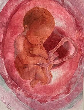 Representación en acuarela de un feto en el útero, acurrucado en un saco amniótico rosa, conectado a un cordón umbilical.