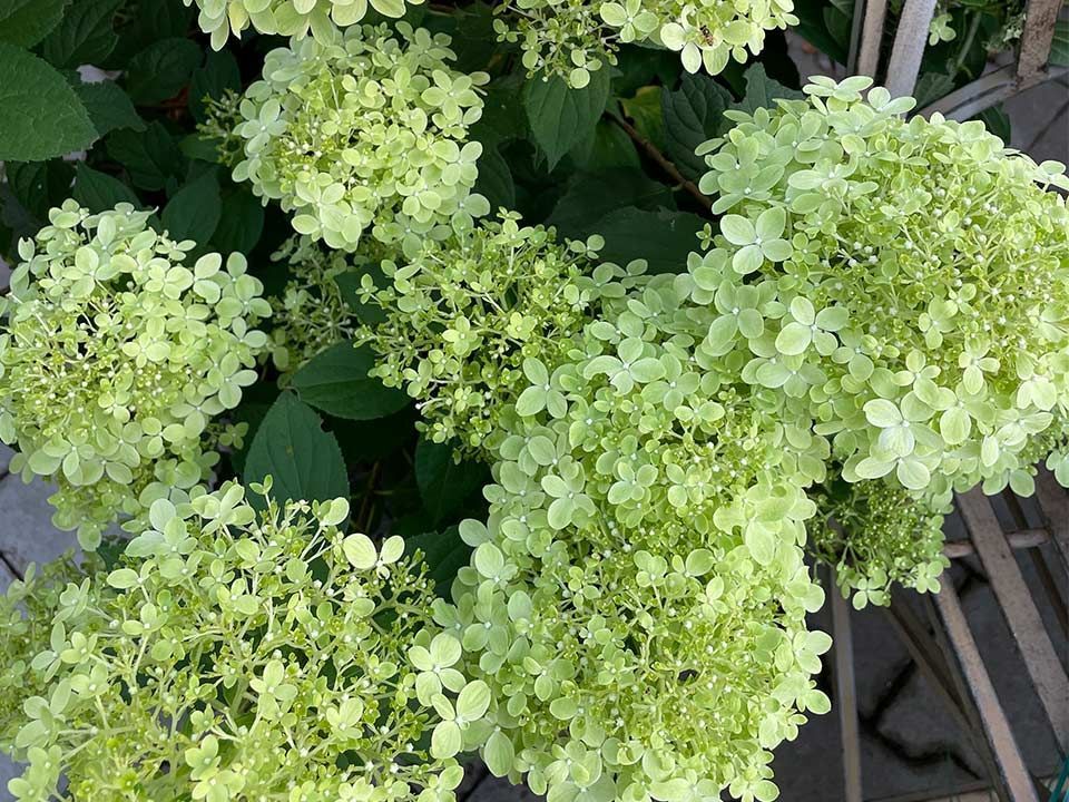 Garten & Floristik Prifling