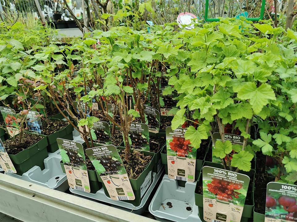 Garten & Floristik Prifling