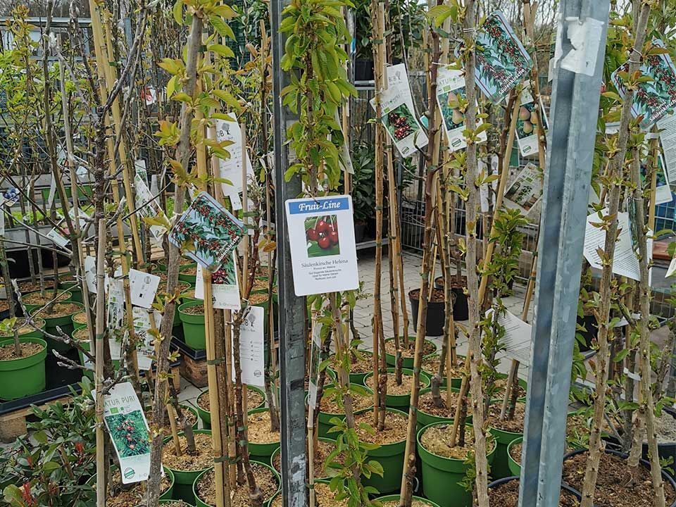 Garten & Floristik Prifling