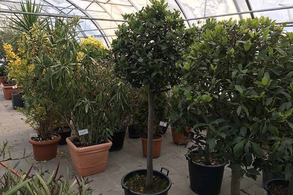 Kübelpflanzen Garten & Floristik Prifling