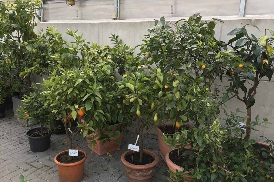 Kübelpflanzen Garten & Floristik Prifling