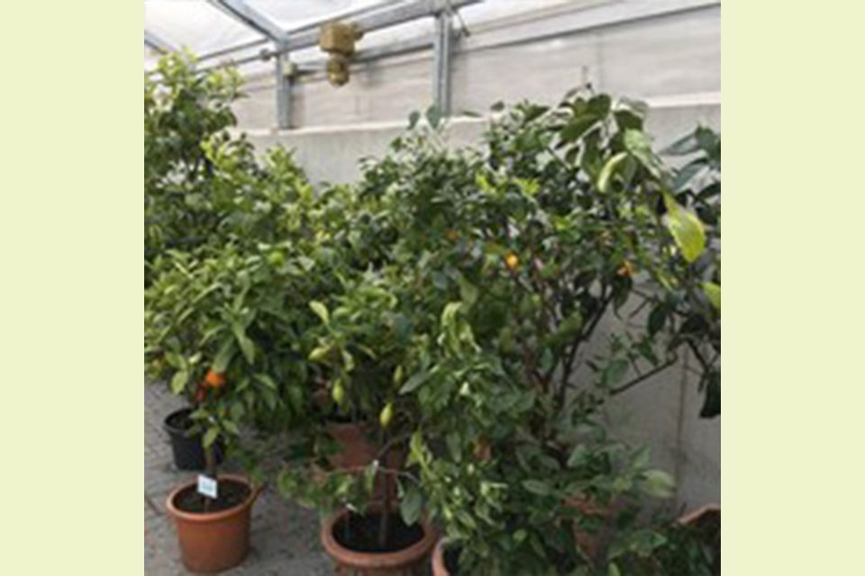 Kübelpflanzen Garten & Floristik Prifling