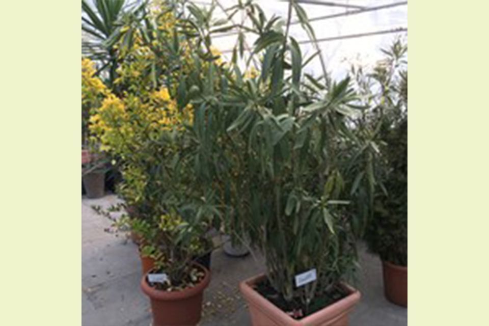 Kübelpflanzen Garten & Floristik Prifling