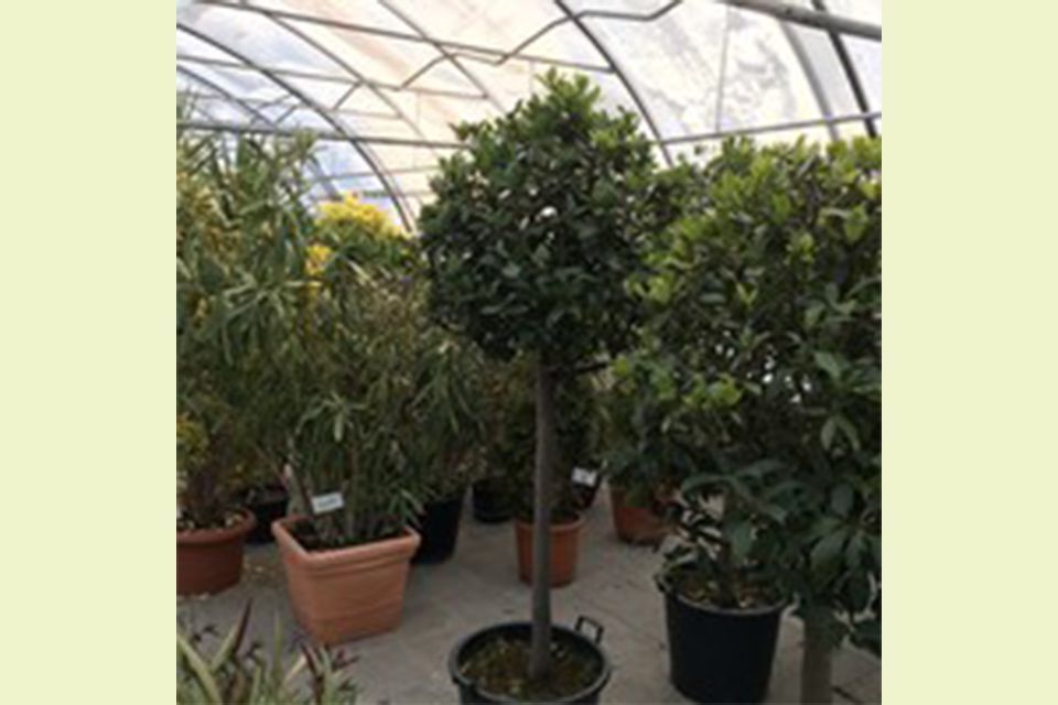 Kübelpflanzen Garten & Floristik Prifling