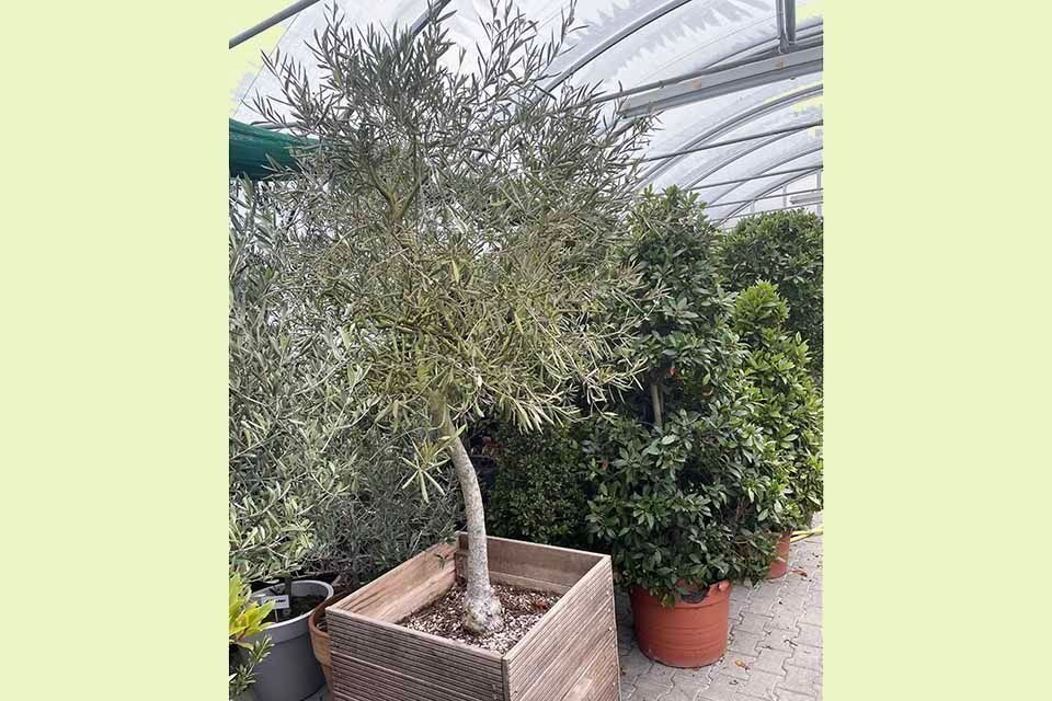 Kübelpflanzen Garten & Floristik Prifling