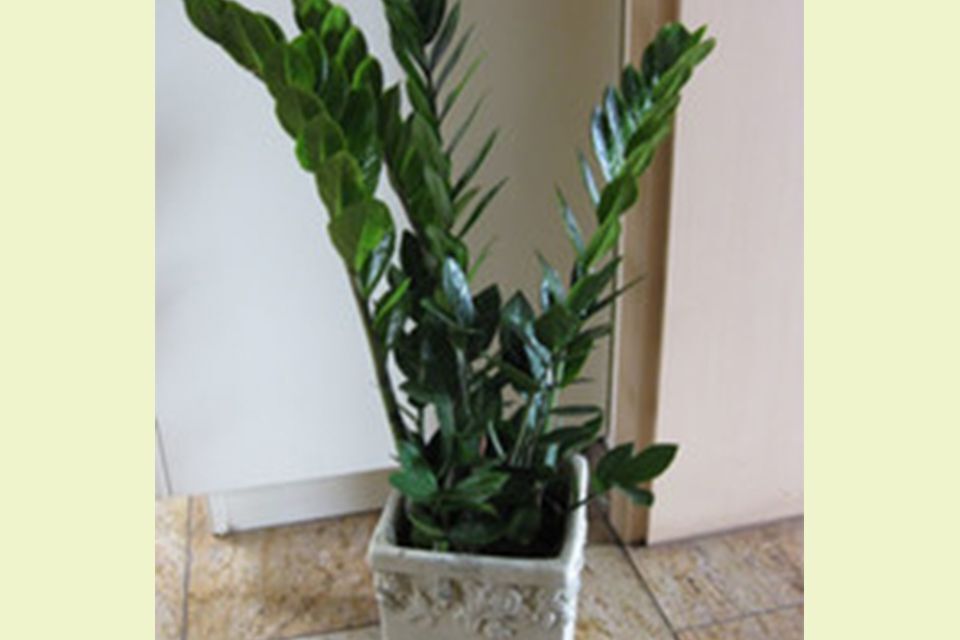 Garten & Floristik Prifling