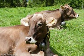 Bergrestaurant Furgglis