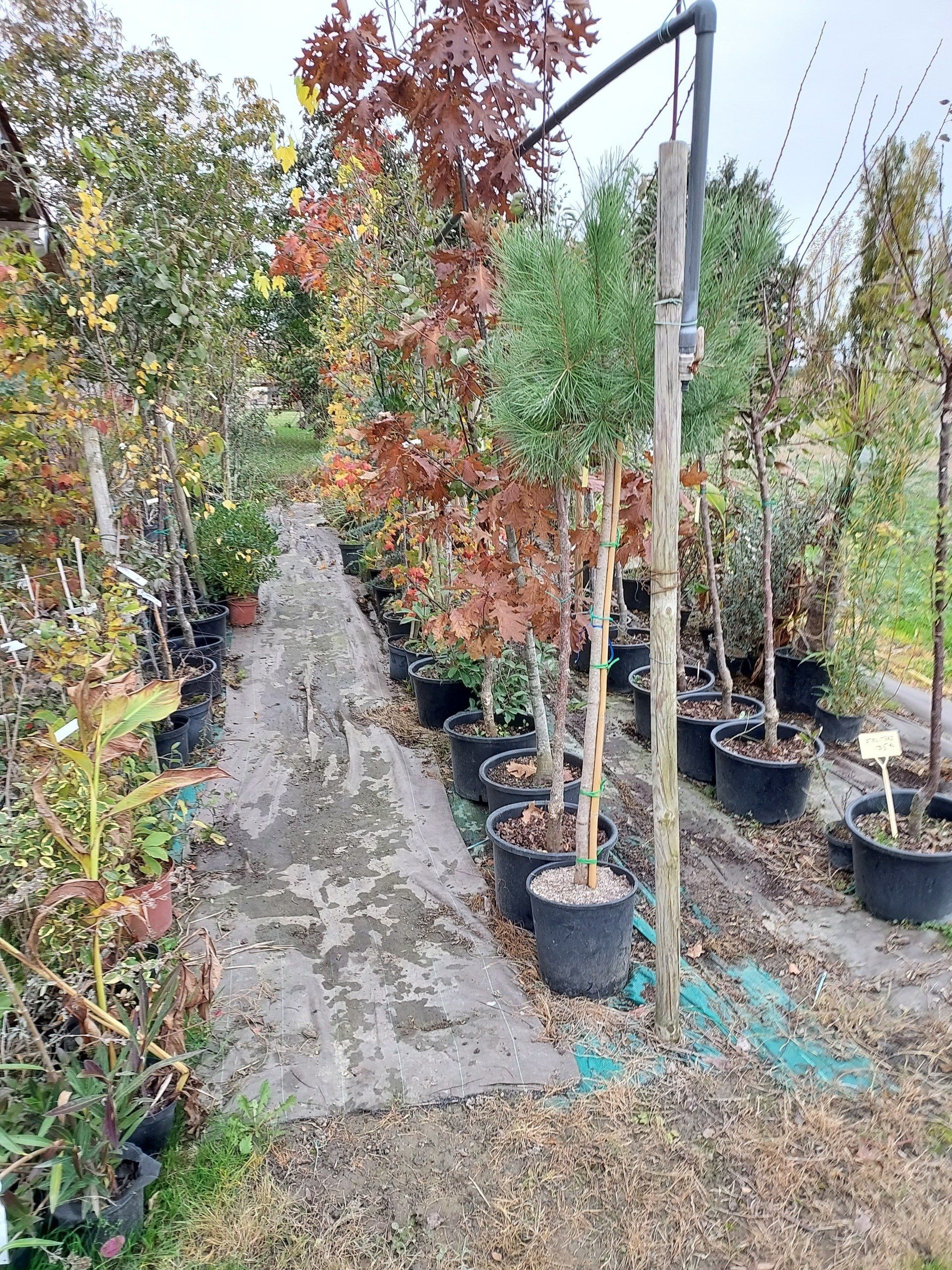 Pépinière arbre en pot