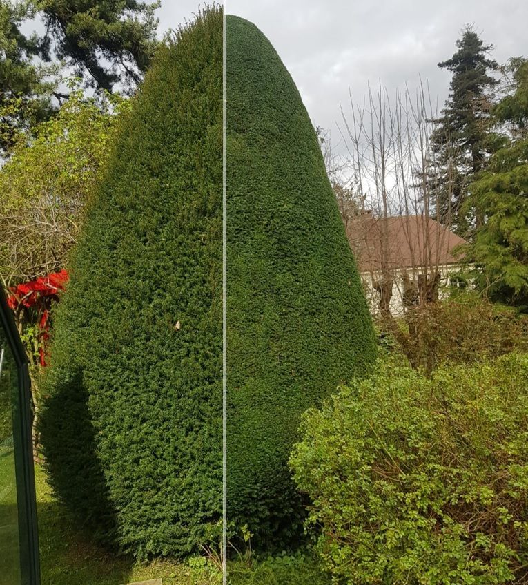 Arbuste persistant en forme de cône, à moitié taillé, un feuillage vert sur fond et des arbres et un ciel nuageux