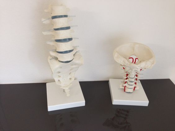 Auf einem Tisch liegen ein Wirbelsäulen- und ein Halsmodell