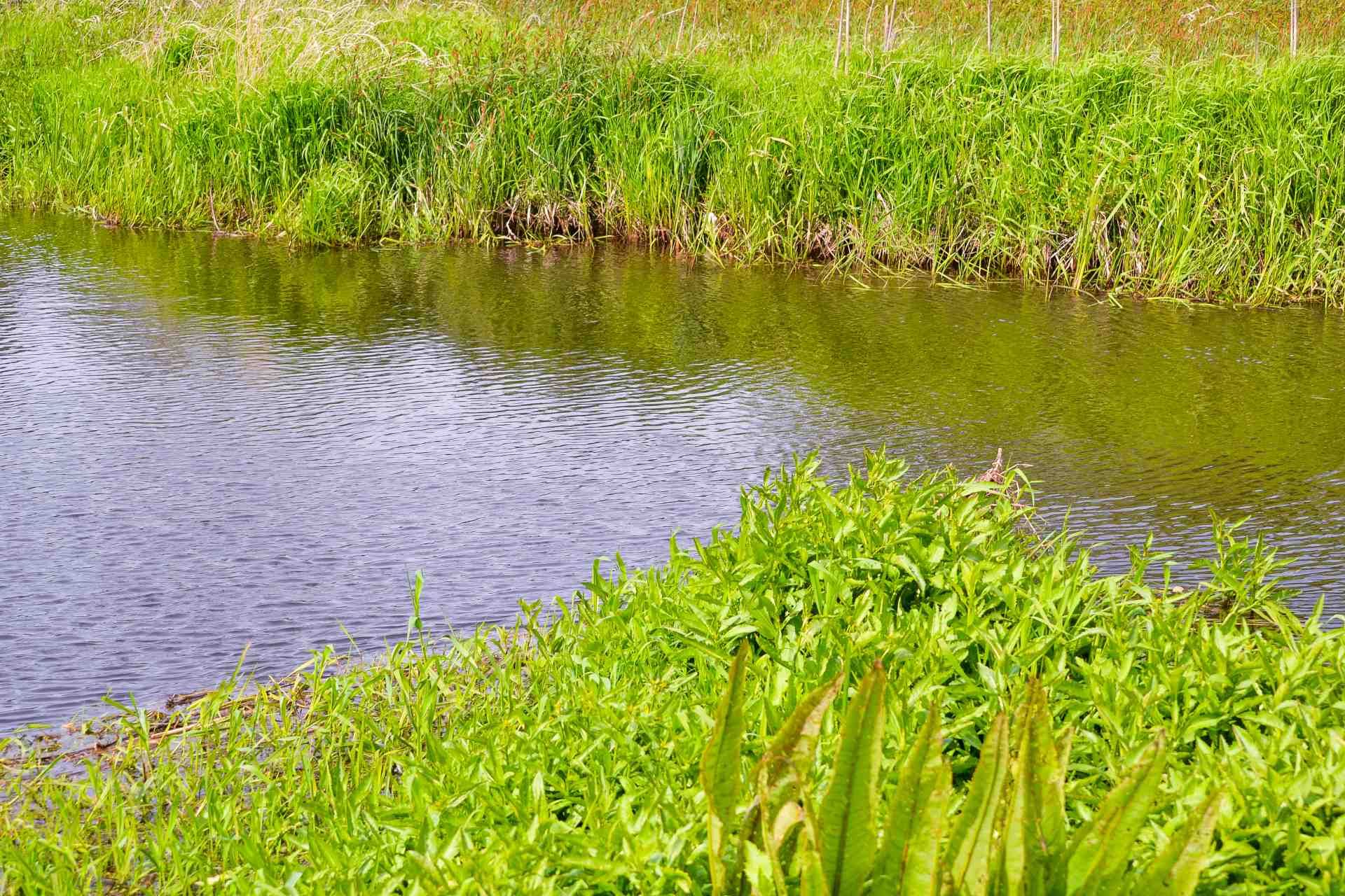 Vesikasveja joen rannalla