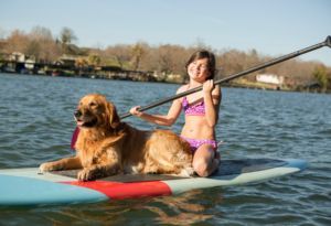 Dog paddleboard