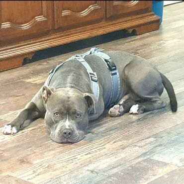 Hund Little Mönchengladbach