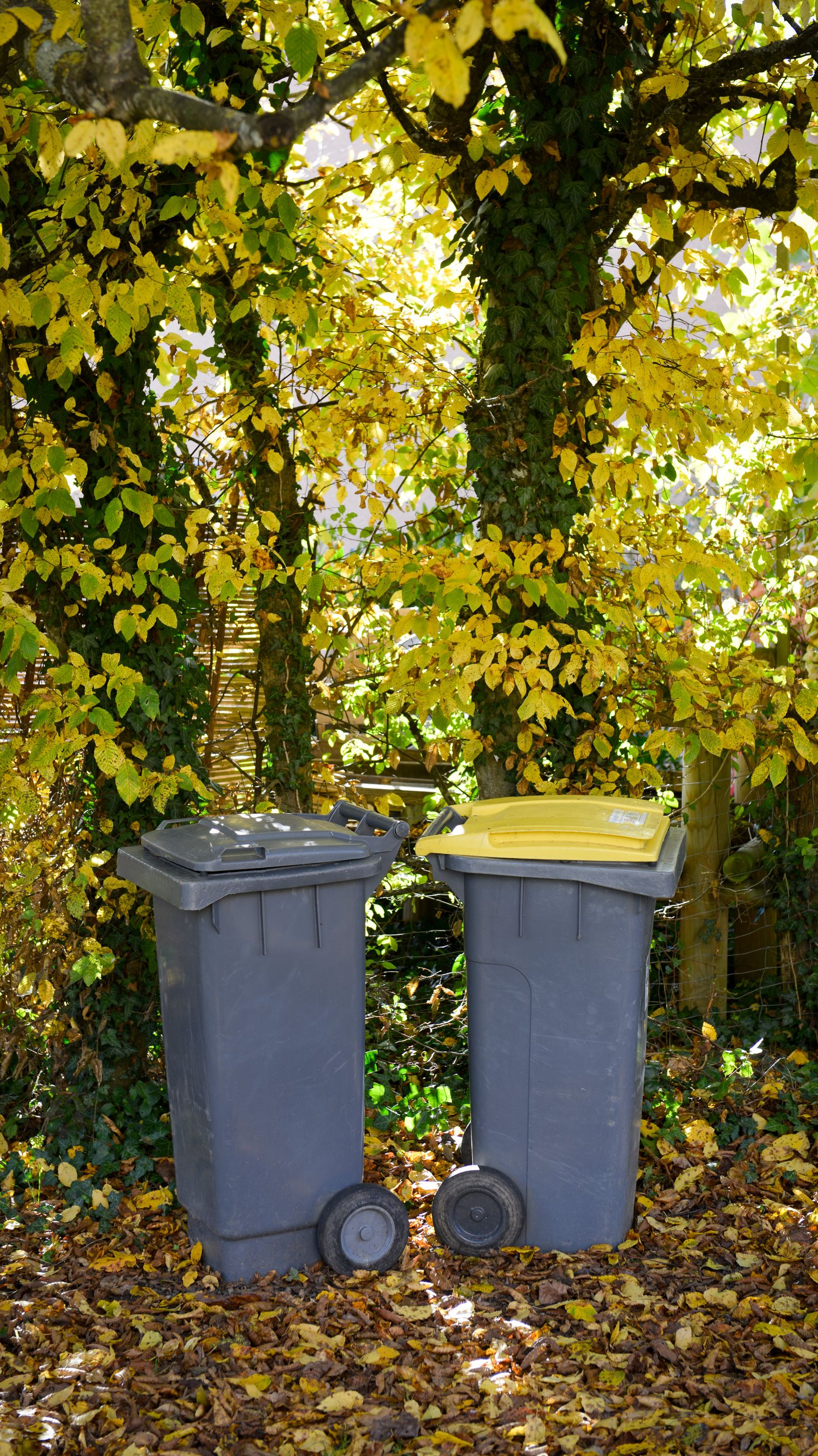 Deux poubelles grises aux couvercles jaunes et gris sont posées sous le feuillage d'automne.
