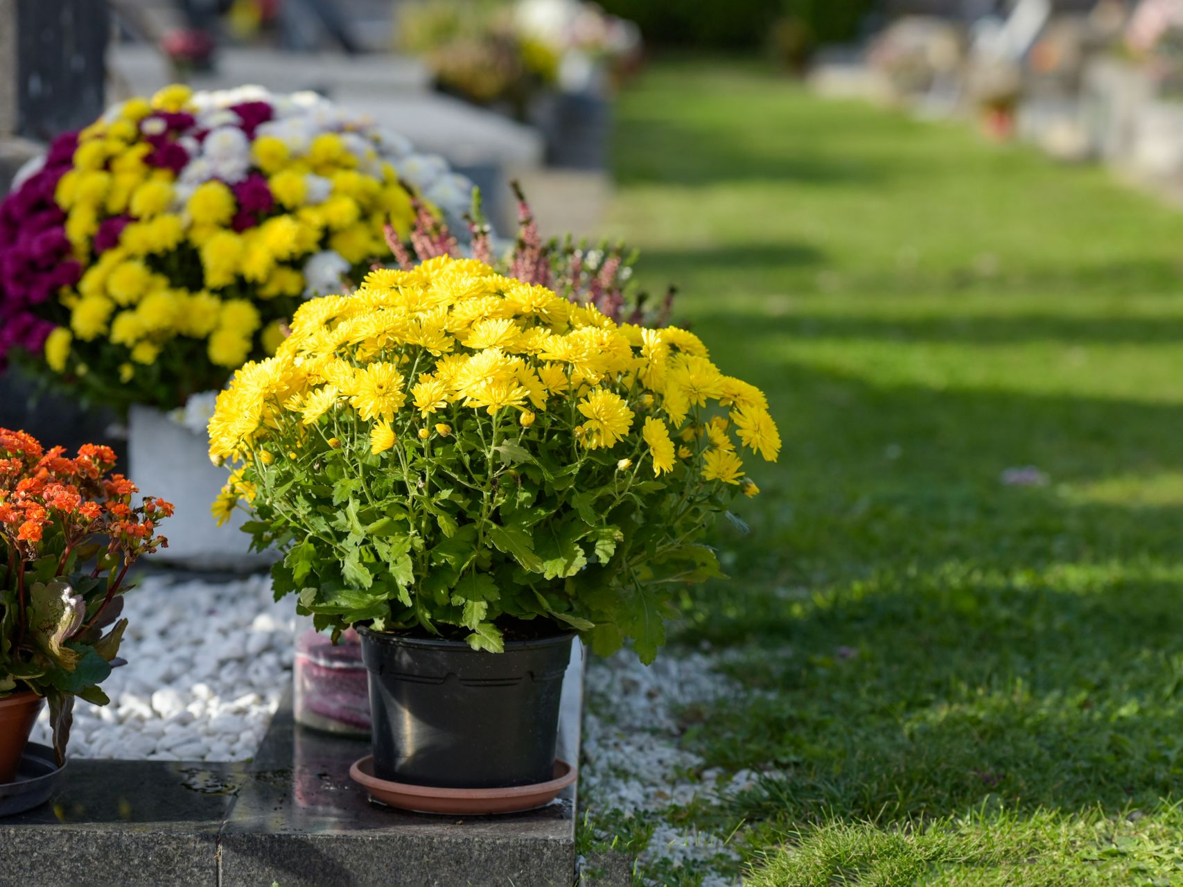 Des chrysanthèmes jaunes en pot sur une tombe, parmi d'autres fleurs et de l'herbe verte.