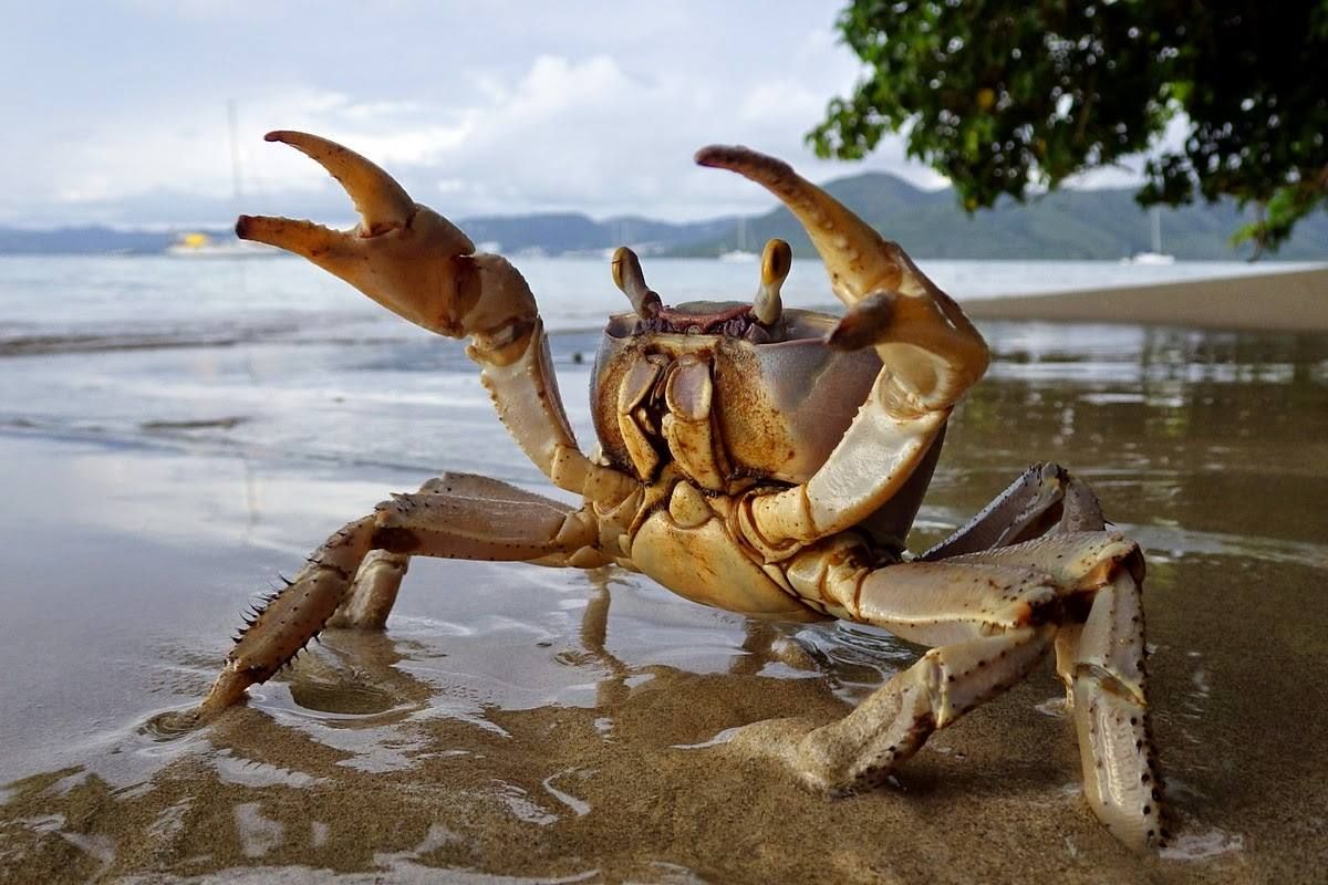 Crabe brun sur une plage de sable, pinces levées. Plage et arbres en arrière-plan.