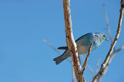 Lintu istuu puun oksalla