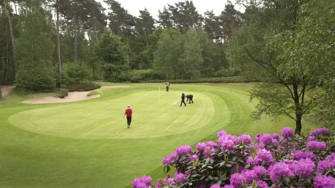 A couple of people are walking on a golf course with purple flowers in the foreground.