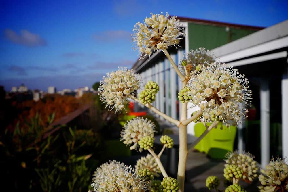 Gros plan sur un végétal