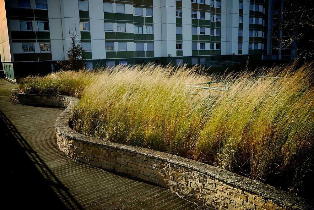 Végétation de la résidence Clairefontaine à Toulouse