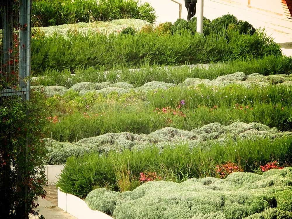 Végétation à la place Occitane à Toulouse