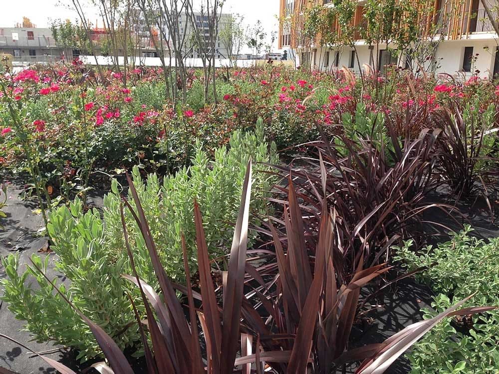 Plantes et fleurs à l'île O Jardins à Toulouse