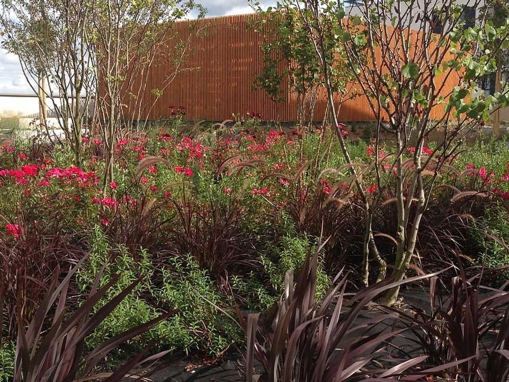 Végétation naturelle à l'île O Jardins à Toulouse