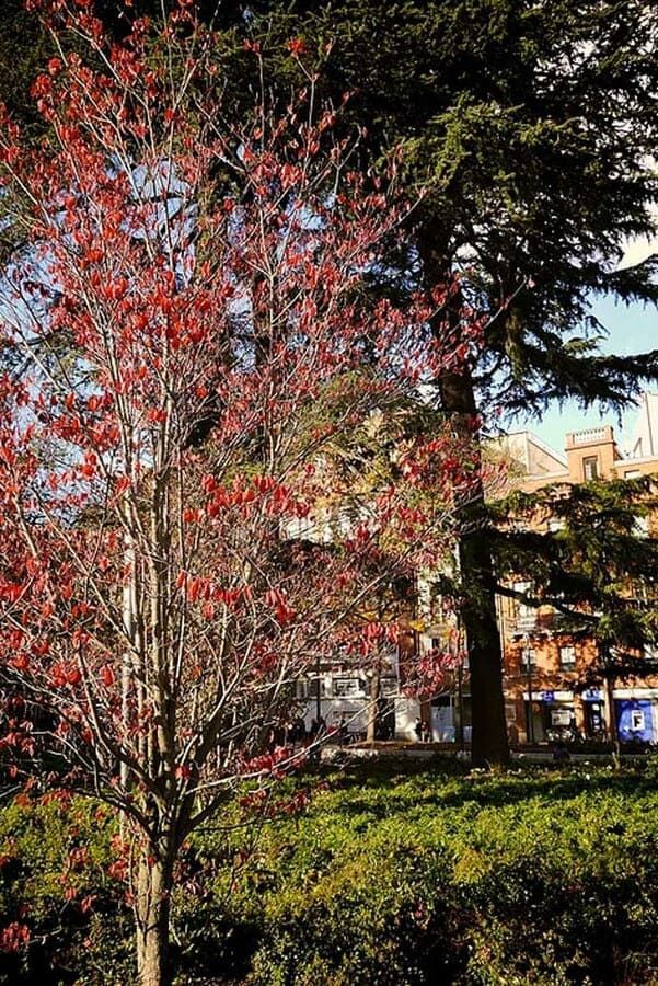 Arbres place du Donjon du Capitole à Toulouse
