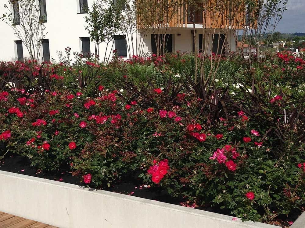 Massif de fleurs et végétation à l'île O Jardin à Toulouse
