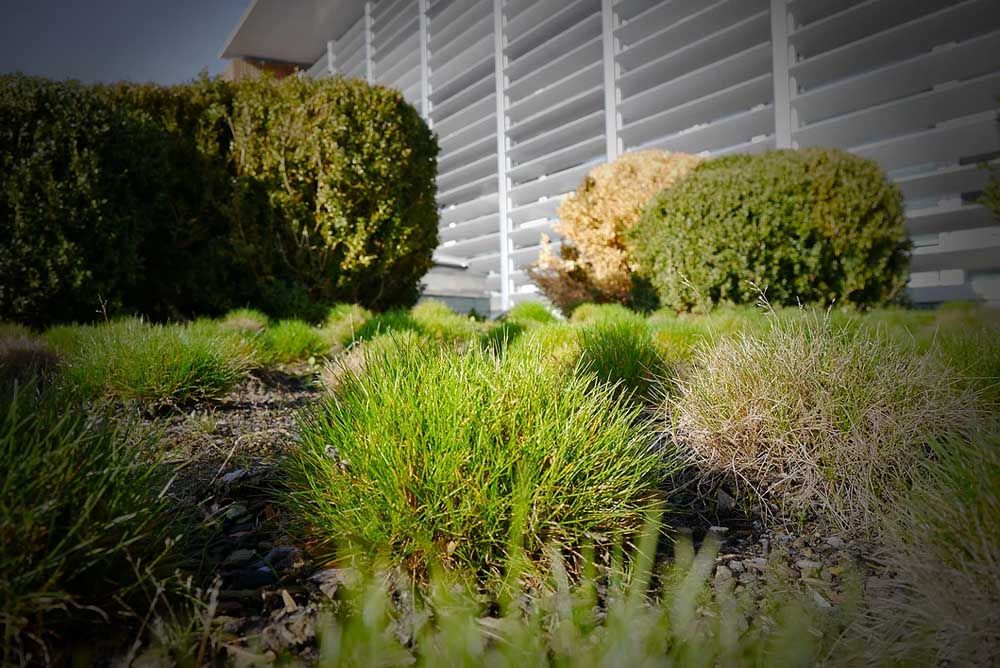 Vue de près sur la végétation des Ponts-Jumeaux à Toulouse