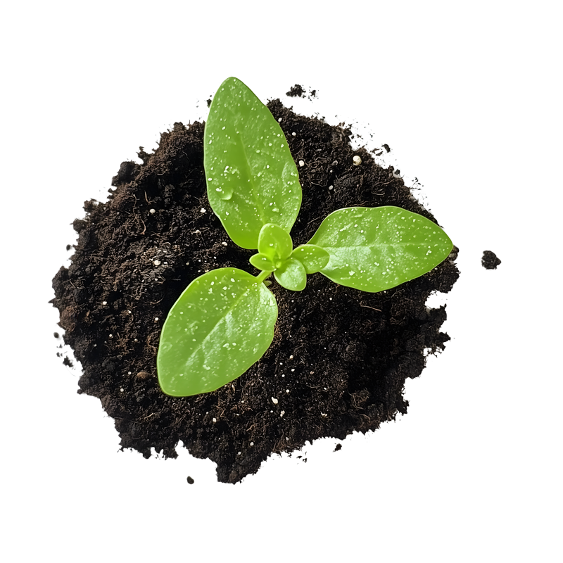 Petite pousse dans du terreau